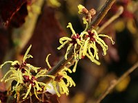 Hamamelis Sunburst 2016 01 23 8961